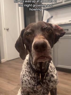 Wyatt Wayne is not a big fan of the chihuahuas🤦🏼‍♀️ Be sure to subscribe to our YouTube channel and follow us on Instagram/threads/lemon8! Our username is the same across all platforms!❤️  #wyattthegsp #foryoupage #fyp 