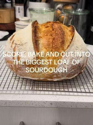 She’s a big one!!! #sourdoughrecipe #fyp #sourdoughrecipes #sourdoughclub #sourdoughbreadrecipe #sourdoughtok #sourdoughbaking 