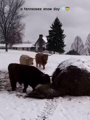 A redneck snow day ❄️🤠🛷 #snowday #redneck #redneckshangingout #tennessee #homestead #fyp #farmlife #farmtok #farmkids 