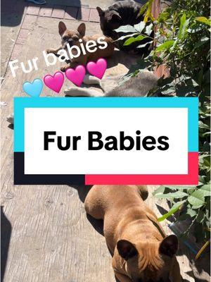 #losangeles #makemefamous #gainfollwers #followme #frenchie #fyp #foryou #foryoupage #husky #huskeylife #frenchbulldog #furmomlife #dogmom #doglover #makemetiktokfamous #growtogether #dogsoftiktok #dogs #dog #furbaby #furbabies #socal 