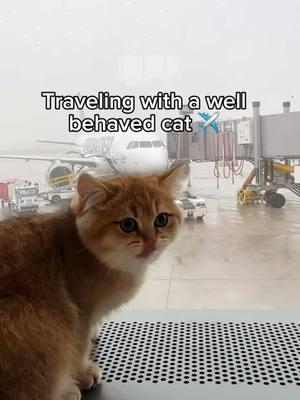 Kitty Klaus is such a good boy on the plane ❤️ . . . . . #cattravel #kitten #pettravel #cat #travelcat #cutekitten #flying #travel #britishshorthairkitten #britishshorthair #kucing #catsofinstagram