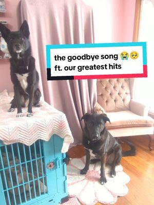 🥺😭 we'll be waiting for you to come and play.  #dungeonsanddragons #dnd5e #dndtiktok #servicedog #dogsoftiktok #tiktokban #tiktoof #httyd #sing #singalong #bearinthebigbluehouse #goodbye 