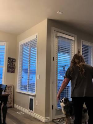 They did not understand the assignment! #funnyvideo #understoodtheassignment #cutedog #animalsoftiktok #dogsoftiktok #miniaussie #fypシ゚viral #viraltiktok #genxtiktokers #genx #utah #funnyanimals 