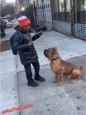 After School Training and Play  • • • • • • • • #Noah #Son #KidsTrainingDogs StardomDogTraining #PacTheCorso #NewYork #DogTraining #CaneCorso #KnickNation #fyp #Explore #Dogs #Puppy #Mastiff #BigDog #LateNight #offleash #Training #FitDog #viral #dogsofinstagram #pacwilliams #dogmom #dogdad #instagramdogs #Dogactor #Dogmodel #dogsofnewyork @The king 