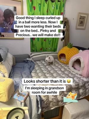 #pinky#previous#bedhogs#chihuahuastiktok #kitty#bekindtoallanimals#rescuepets#whitedogs#chihuahuasoftiktok #chihuahualove #chihuahualife #chihuahualove #lovemypetssomuch