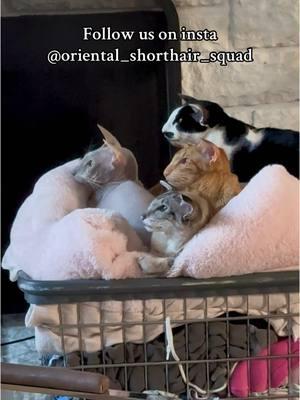 Follow now on insta before TikTok goes away @oriental_shorthair_squad!  #orientalshorthaircat #orientalcat #orientalshorthair #peterbald #tiktokcats #cat #cattok #catsoftiktok #foryou #fyp #cutecat 