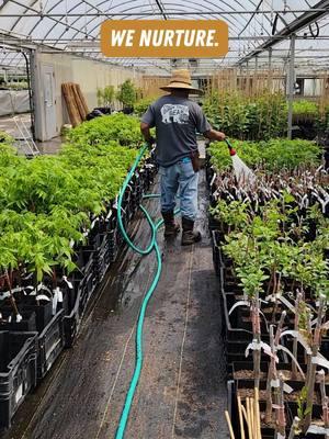 At Stark Bro's in our scion orchard, we grow a wide range of cultivars, offering diversity and preserving heritage.🌳 We hand-select and graft the finest cuttings to provide trees of the highest quality. It’s a tradition we’ve nurtured for over 200 years, perfected through generations. #fruittrees #gardening #starkbros #treetok 