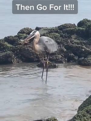 I captured this video in my neighborhood a few years ago. How cool is this? Focus on what’s in front of you, go for it, give yourself grace and let go of the past! #believer #joy #hope #faith #christian #goals #fyp #Love #chirstiantiktok #