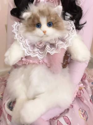 A ragdoll kitty appeared at my doorstep yesterday, and I’m very tempted to name him Xavier (iykyk)🧏🏽‍♀️💗 I can’t wait to sew up matching accessories for him!! I’m thinking tartan~ *♡ thank you for such a cute winter gift @ChongkerUS ! #eglfashion #lolitastyle #kawaiifashion #chongker #jfashion #lolitafashion 