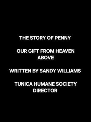 Please watch until the end - precious Penny and one of the spoiled cats - that's a video of them, not a voice over 😂 #mississippi #rescuedog #tunicahumanesociety 