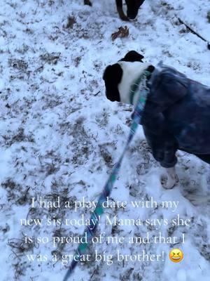 Thank you to our trainer @Abbie! You're wonderful and I know Scout (already) loves you as much as Kobe loves you! ❤️ #trainer #dogtrainers #dogtrainersoftiktok #scout #snow #winter #dogmom #dogsoftiktok #dogsoftiktokviral #kobe #kobeoftiktok #handsomeboy #americanstaffordshireterrier #newdog #germanshepard #germanshepardsoftiktok #prettygirl #newpup #sister #rescue @Dolly💛 