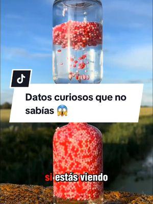 Datos curiosos que no sabías 😱  #datoscuriosos #curiosidades #SabiasQue #conocimiento #satysfying #foryou #usa_tiktok #usa🇺🇸 