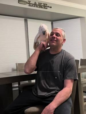 Tango is upset about seeing a commercial for the puppy bowl #foryoupage #animal #animalplanet #petlover #fypシ #funnyanimals #cockatoo #parrotsoftiktok #fyp #angrybirds #funnyparrot #funnyanimals #puppybowl #football #pets 