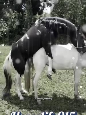 Black and White Horse breeding Season wow #horselife #horselove #cowlove #cowbreeding #horseandcowbreeding #breedighorseandcow #todaybreeding #meeting #tiktok