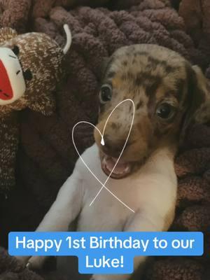 We love our LouLou! Happy Birthday to this bad butt! #January12 #Dogdays #daschund #puppylove 