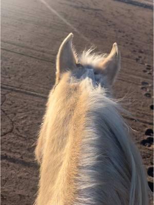 Live riding cam ❤️ I love this little mare and her overly puffy winter coat.  #horse #horsesoftiktok #horsetok #arabianhorse #halfarabian #palomino #colorado #horsebackriding #fyp #foryou 