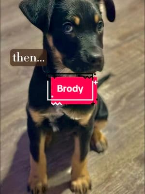 Guess who I officially adopted after fostering for 1 year? Welcome to the pack Brody! #rottweiler #belgianmalinois #adoptionday #dog #pets #CapCut 