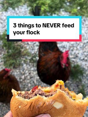 NEVER feed your flock raw beans (kidney are the worst), salty foods, or any item with mold on it! #chickens #chickenfeed #chickenmom 