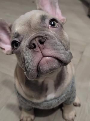 #fypシ゚viral #🥰 #french #frenchbulldog #viralvideo #fyp #paratii #dogsoftiktok #thrending #fy