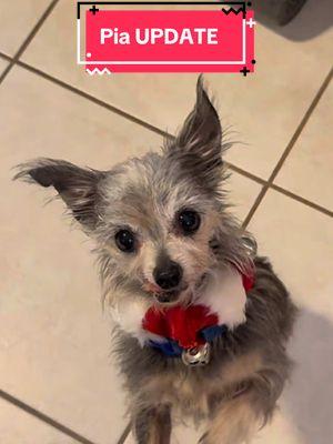 ✨ Adopt Me: I’m Pia!💗The most Perfect Little Lap Dog! ✨🐾 Hi there, friends! I’m Pia, a sweet-as-can-be Yorkie mix with over 12 years of life experience under my tiny paws. 💕 I might be a senior gal, but my heart is as young and full of love as ever! If you’re looking for a loyal, laid-back, and snuggly companion, I might just be your perfect match. 🥰 I’m crate trained and house trained (as long as my humans are good at reading my signals—my little diapers help too! 😉). While I’m not big on learning commands (who needs them when I’m this well-behaved?), I have perfect recall and will happily come running for cuddles. Physical touch is my love language, and if you pick me up, I’ll nuzzle my little head into you as my way of saying thank you for loving me. My dream home is with a small, quiet family who appreciates the joy of a gentle, low-maintenance pup like me. I’d thrive in a cozy apartment or a house with a small yard where I can sunbathe and relax. I’d also love a patient family who doesn’t mind helping me with potty training—your kindness will mean the world to me!🤩 I’m a gentle soul who’s just so grateful to be off the streets and in a comfy home. I love snuggling with other dogs and would enjoy an older, quiet canine sibling. My favorite pastime is cuddling up in a warm lap or soaking up all the affection I can get. 🐾✨ A word from my foster: “Pia is the most loving little lady! She’ll warm your heart with her gratitude and sweet demeanor. She’s a perfect lap dog and an absolute joy to have around. 💕” If you’re ready to give me the forever home I deserve, apply to adopt me today! Let’s make my golden years as bright and beautiful as I am. 🌟🐾  👉How to adopt Pia💗: -our website: https://mercyfullprojects.org -Fill out an application -Meet your new little best friend  📍Located in Tampa FL. ✅ Fixed, microchipped, and up to date on all vaccinations before adoption.‼️  #yorkie #yorkieterrier #adoptme #rescue #animalrescue #survivor 