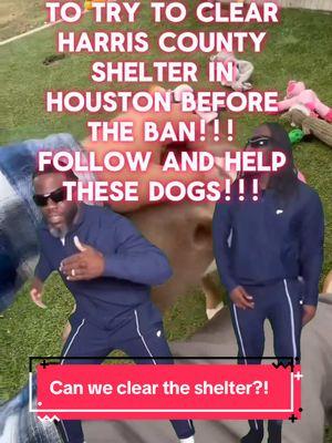 #Meme #MemeCut #memenatal We have 5 days as networkers and volunteers to clear Harris County Shelter in Houston and get ALL dogs adopted before the ban! We will be on other socials, but need to save these dogs while we navigate!!! Let’s GO!! #rescuedogarmy #rescuedogarmystrong #fyp #rescuedogarmy❤️ #ASMT #houstonwehaveaproblem #rescuedogs #texasdog #shelterdog #thisistexas #houston #rescuedog #shelterdogs #texasdogs #houstonwegotaproblem #fosteringsaveslives #thisishouston #fosteringsaves 