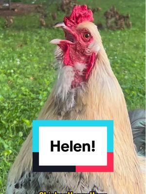 Frankie calls for #helen #helene #helena #rooster #chickens #memestiktok #funnyanimals #chickenhappyhour  