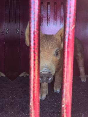 Our first piglets! #piglets #piglet #farmlife #cowgirl #ranchlife #ranchgirldreams #doggirl #dodgirlturnedfarmgirl #raisingpigs #raisingmeatpigs #creatorsearchinsights 