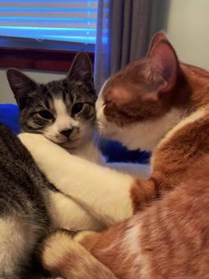 Finley loves his brother! So happy they bonded just what I was hoping for 💙🥰💖🐈 #appreciatethesmallthings #embracethemoments #iamgrateful #liveinthemoment #kittensoftiktok #cutekittensoftiktok #cattok #kittylove #catlover 