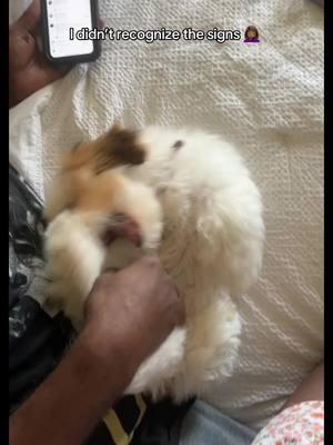 I am the other woman.  (DISCLAIMER ⚠️ the audio is for dramatic effect ONLY don’t start no 💩 won’t be no 💩 🥰 k love yooouuu🙃) #shihtzu #shihtzusoftiktok #shihtzupuppy #dog #doglover #dogcommunity #dogmom #furbaby #dogdad #dogdaddy #dogdadsoftiktok #furdad #blackpeoplepets #blackdogmom #baddog #marriedlife #marriage #cheating #otherwoman #sidepiece #blackcouplegoals #couplecomedy #fyp