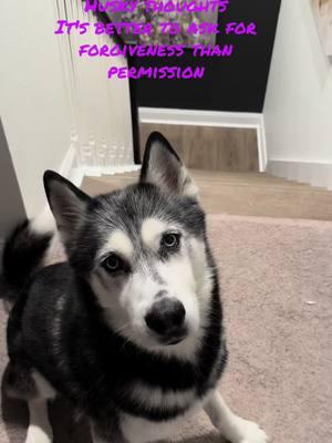 #staytoxic#toxic#siberianhusky #aiberianhuskies#husky#huskies#dogs #perro#huskysiberianotiktok #huskysiberianotiktok #fyp#fypシ #fypシ゚viral #viral#follow#fypシ゚viral🖤tiktok☆♡ 