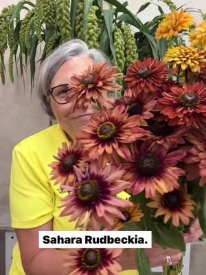 Another gorgeous Rudbeckia. Meet ‘Sahara’. Comment SPRING and I’ll DM the link to the Cool Flowers book, seeds, and course. Grow like a flower farmer even if you aren’t!! #gardenersworkshopfarm #rudbeckia