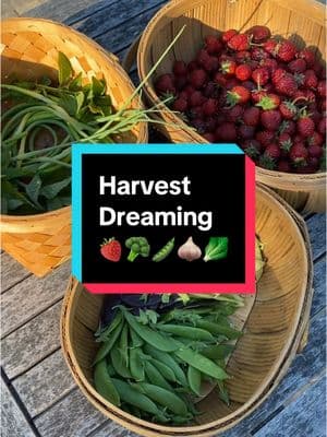 This spring #harvest can be mine again in 4 short months! This particular #gardenharvest includes strawberries, peas, garlic scapes, broccoli, and different varieties of mint from my #backyardgarden. You know where to look if you’d like to find me on other platforms! #harvesttime #growyourownfood 