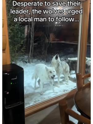 Wait for it… #animalsoftiktok #wholesome 