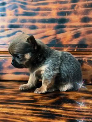 Chihuahua Puppy: Am I Your Cupcake?      #chihuahuastiktok #chihuahualovers #chihuahuafanclub #chihuahuasoftiktok #chihuahualife #chihuahuas AVAILABLE IN #TENNESSEE @ DREAMERSPUPS.com #dreamerspups