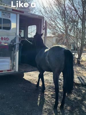 Video is a few weeks old but the little man learned how to load into a trailer 🥹 he’s not a pro yet by any means, baby steps!! I love the brain on this colt 🥰 crazy to think I’ll be starting him in a few short months 🤯 #blueroan #colt #niklaus #hancockhorses #cowhorse #niklaustheblueroan #colorado 