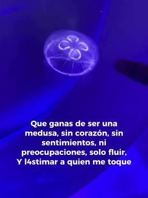 #fyp #medusa #sincorazon #❤️‍🩹#sanarelalma  #medueleelcorazon #meduele #valgomucho #amarme #100 #reflexiones #verdadesincomodas #amense #nostalgia #amate  Qué Ganas me dan de ser una medusa , solo Fluyendo sin que nadie más me lastime🫤