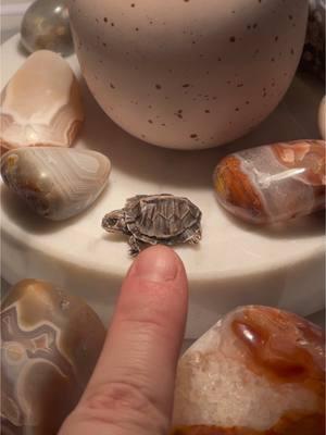 And he was a gift (and was found in this mummified condition) 🥰 #deadthings #taxidermytiktok #paintedturtle #mummified #mummifiedturtle #mini #agates #lakesuperioragate #tumbledagate #boop 