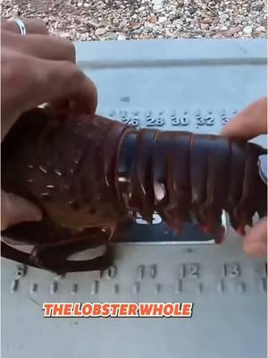 Catching spiny lobsters at night #lobsterfishing #catchandcook #nightfishing 