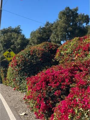 Un recorrido en carretera. 192 West. Carpintería, California. Road Trip.  #viajando_ala_naturaleza #viajesnaturaleza1 #carpintería #carpinteriacalifornia #roadtrip #field #192 #192west 