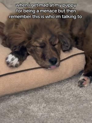 her lil tongue #puppy #myshayla #fyp #dogsoftiktok #greatpyrenees #goldenretriever #goldenpyrenees 