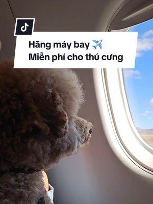 🥰🥰🥰🥰 #cuocsongmy #cuocsongthuongngay #cuocsong #minipoodle #poodle #thucung #thucungvuinhon #LearnOnTikTok #xuhuongtiktokk #fyp #foryou #vickynguyen #xuhuongtiktok #allegiantair #maybay 