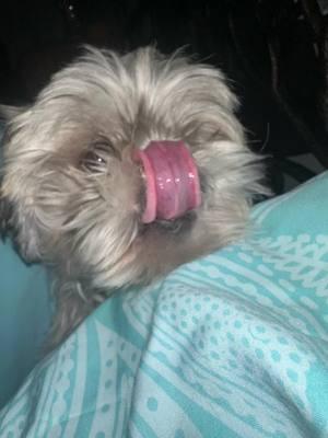 My Sixie Cup 6 1/2 yrs old ##bestfriend #shihtzu #shihtzusoftiktok #shihtzupuppy #shihtzus #shihtzulover #shihtzusofinstagram #shihtzulover 