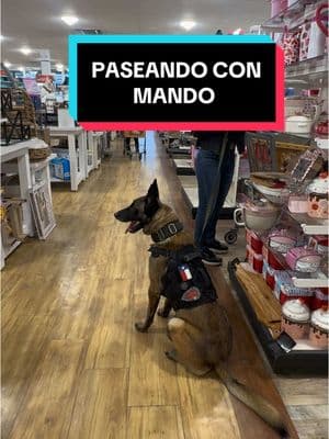 Como es salir con un perrito entrenado de guardia y protección!!  #mandodemandalorian #pastorbelgamalinois #guarddog #DogTraining #belgianmalinois #belgianmalinoispuppy #belgianmalinoisoftiktok #pastorbelgamalinois🐾 #lyrian_yizeth #guardian #belgianmalinoislovers #animallovers @MandoTheMalinois 