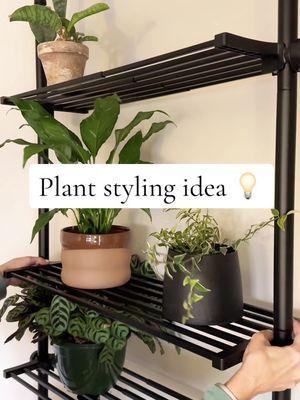 To easy 🙌🏻 I’m always searching for ways to display more plants, and my husband prefers if I don’t put holes in the wall because if I’m the one doing it there will definitely be more than needed and everything will be crooked💅🤭 This shelf is top tier!! Super customizable, adjustable width, height of unit AND shelves - the best part is being able to easily remove & move the shelves! This would be great for renters or people that change their mind & rearrange furniture often 🙋‍♀️ Also these are SO easy to add grow lights to! That’s my next project so stay tuned! #plants #houseplants #plantblogger #plantstyling #plantdecor #planthelp #planttips #plantcare #easy #DIY #fyp #foryoupage #foryourpage #lifestyleblogger #midwestblogger #indoorplants #winter #grow