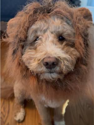 I am loin, hear me soar! I just cannot get over this cuteness!! #thesassyoak #goldendoodle #goldendoodlesoftiktok #goldendoodles #lionking #dogsoftiktok #dogsoftiktokviral #dogsvideo #cutedogsoftiktok 