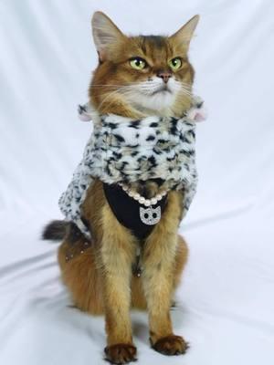 It’s Dress Up Your Pet Day! And since I don’t have anything new for Summer to wear, I put together a cute and rather sophisticated ensemble for her to model! #dressupyourpetday #catmodel #catsoftiktok 