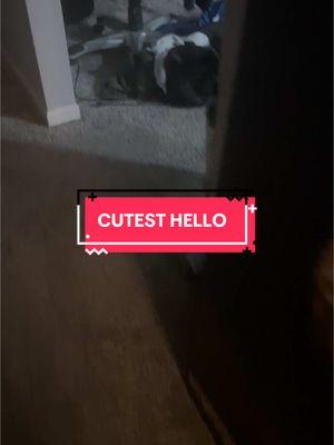 CUEST HELLO EVER SAID BY A CAT ❤️ #talkingcat #vocalcat #cattalk #cats #cutecats #hello