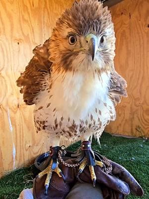 New bird getting comfortable and rousing on the fist #redtailedhawk #birdsofprey #raptors #falconry #fyp 