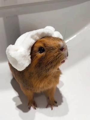 So cute!!!🥰😍😘#guineapig #guineapigs #pet #cute #cutepet #petlover #pettraining #PetsOfTikTok #fyp #funny 