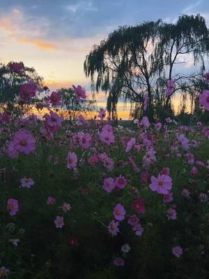 📷 10/20/23 #wildflowers #fyp #bliss #cosmos #breathtaking #nature #sunset 